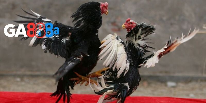 Lưu ý khi nuôi gà chọi sọc 