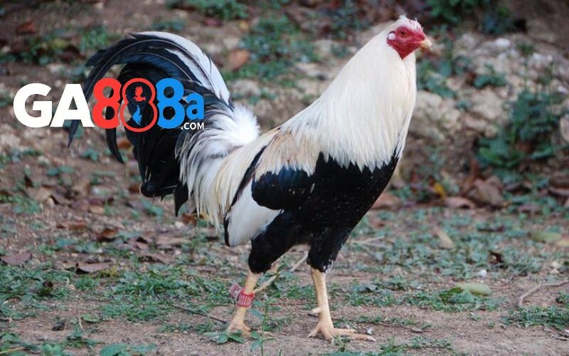 Tìm hiểu về giống gà tre trong đá gà