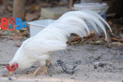 Gà tre đá trực tiếp Thomo – Cách chọn gà khỏe mạnh