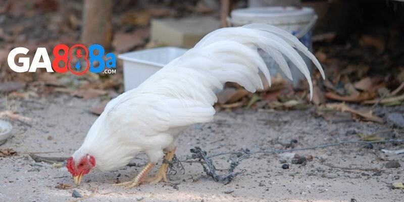 Kích thước của gà gà tre nhỏ gọn