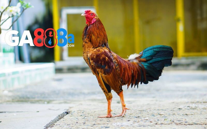 Lông đẹp và ngoại hình