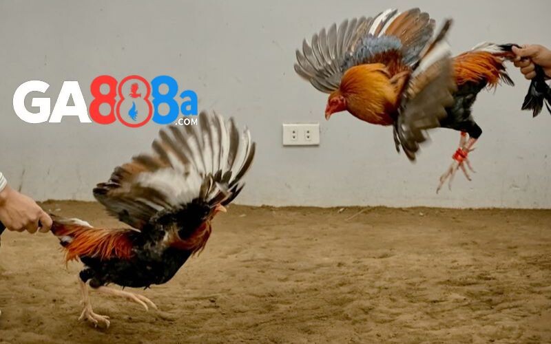 Chọn gà có tính hiếu chiến cao