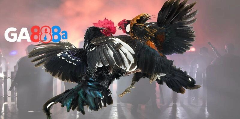 Xem trực tiếp đá gà full HD tại GA888
