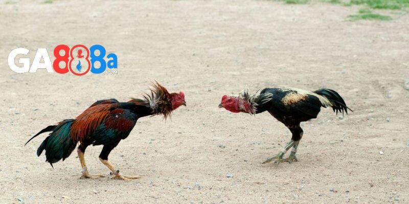 Giải nghĩa kinh nghiệm đá gà hàng xáo là gì?