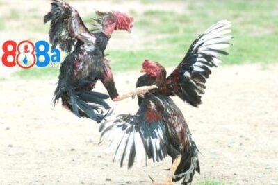 Kinh nghiệm đá gà hàng xáo – Bí quyết chiến thắng cho sư kê