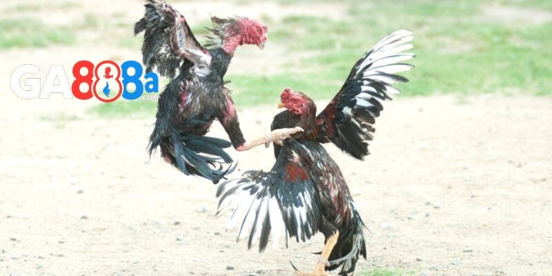 Hiểu rõ giống gà và cách huấn luyện