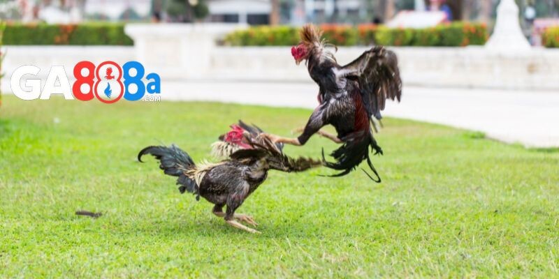 Chọn gà dựa trên đặc điểm hình thể