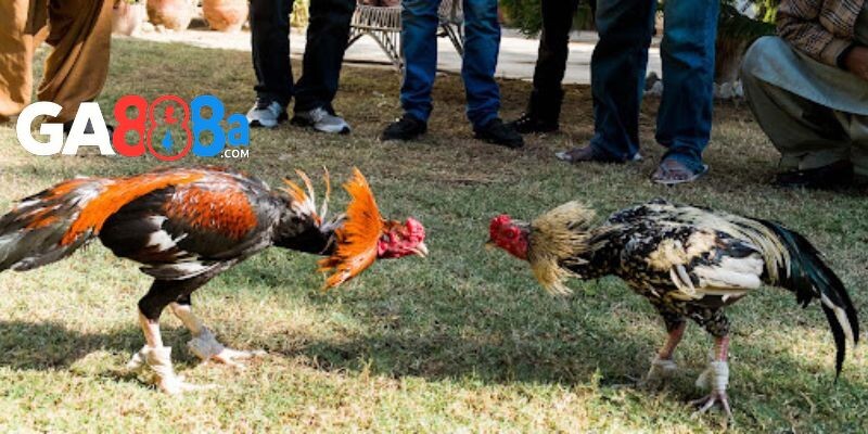 Khả năng phục hồi của gà sau trận đấu