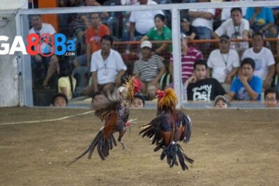 Live đá gà cựa dao – Cập nhật nhiều trận đấu hay tại GA888