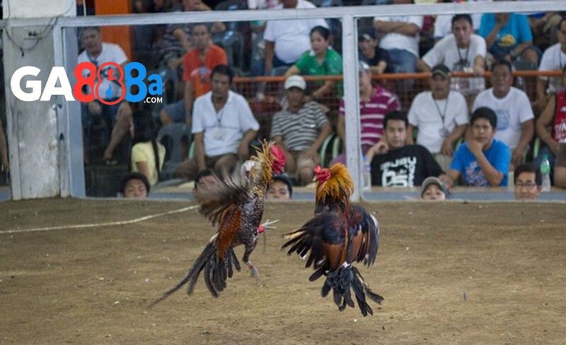 Những hình thức live đá gà cựa dao phổ biến tại GA888
