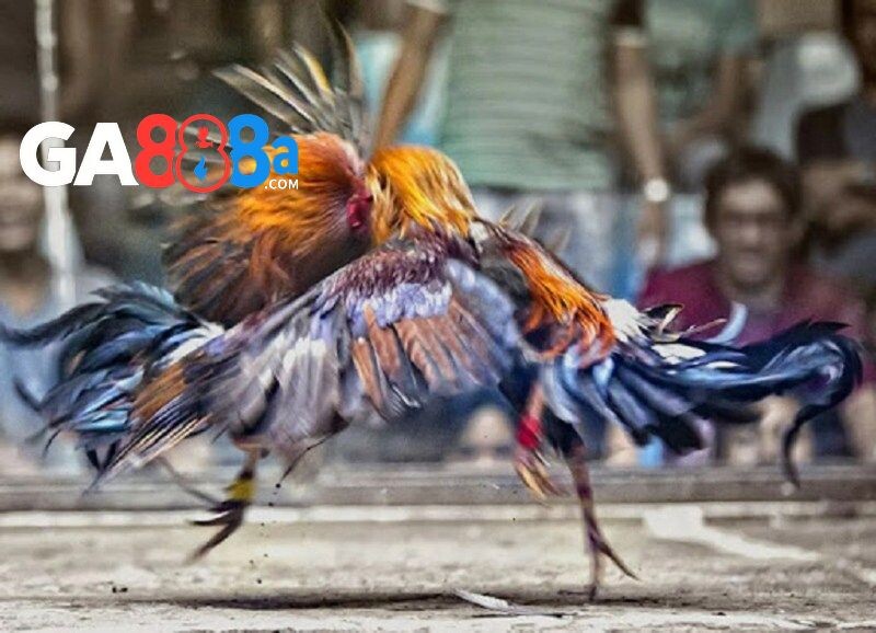 Các trận đá gà cựa dao live quy tụ nhiều giống chiến kê