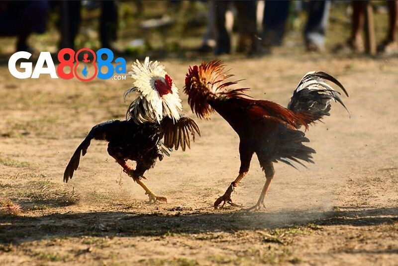 Luật chơi cần nắm trong trận live gà đá cựa dao GA888