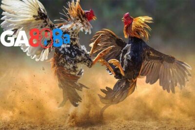 Tìm hiểu về luật đá gà miền Bắc chính xác và chi tiết nhất