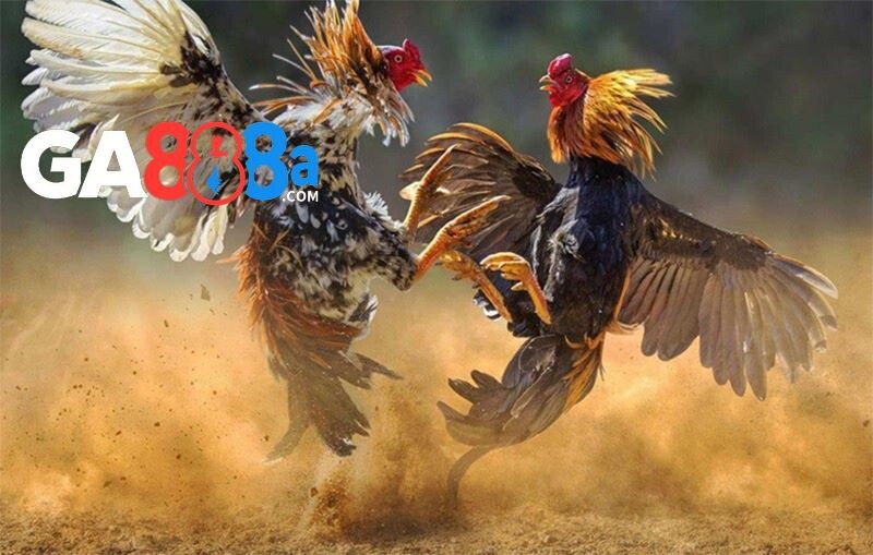 Hạng gà trong luật đá gà miền Bắc