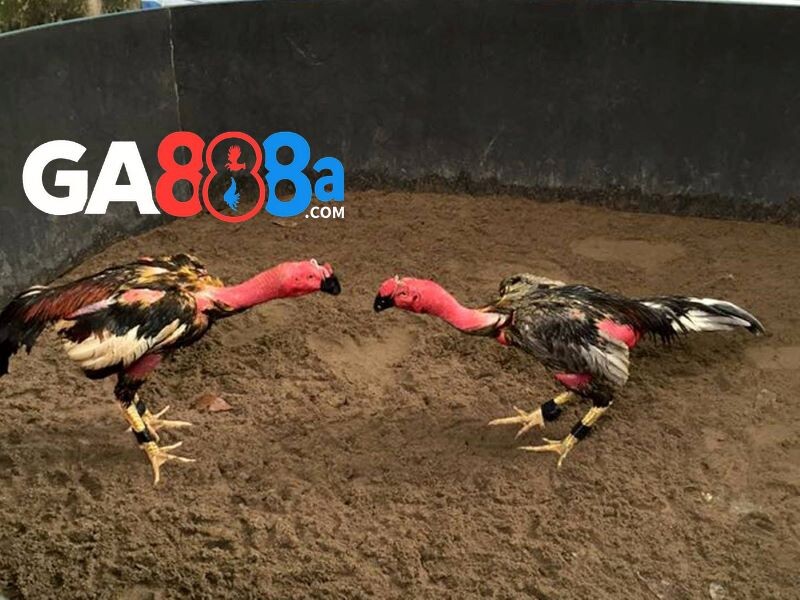 Luật đá gà miền Bắc chính xác, chi tiết nhất