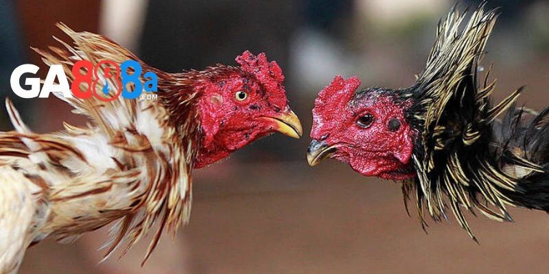 Cách đặt cược trong luật đá gà miền Bắc