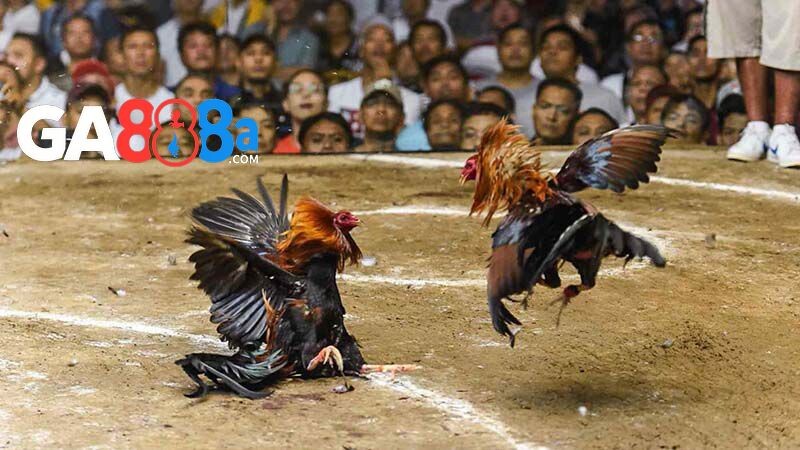 Tìm hiểu chiến kê