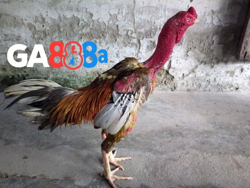 Những màu mạng gà phổ biến nhất hiện nay