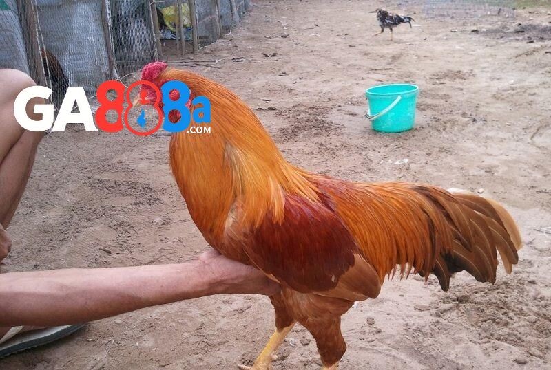 Màu mạng gà mệnh Kim