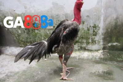 Cách chọn màu mạng gà đá theo ngày, ngũ hành chi tiết