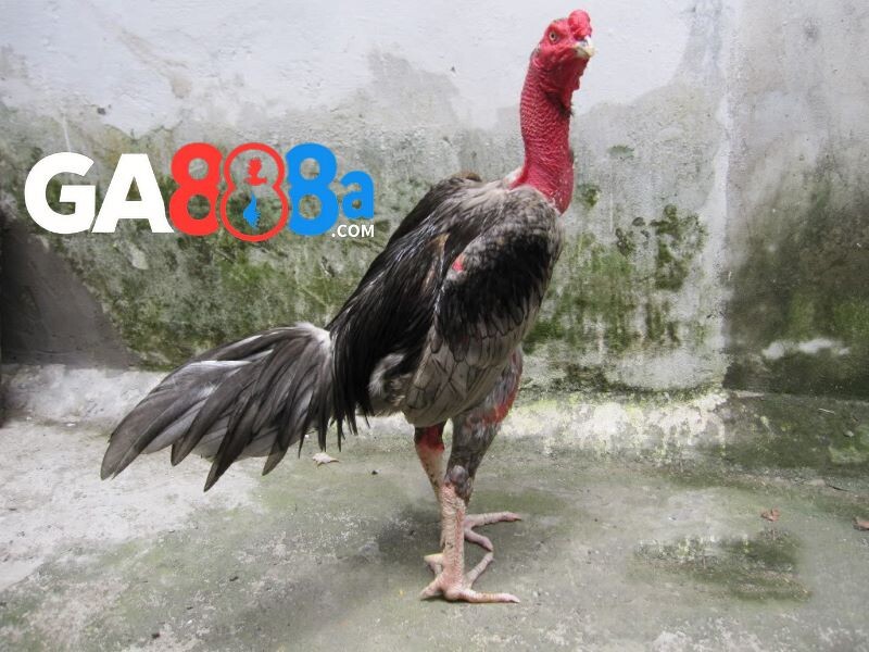 Màu mạng gà mệnh Thuỷ