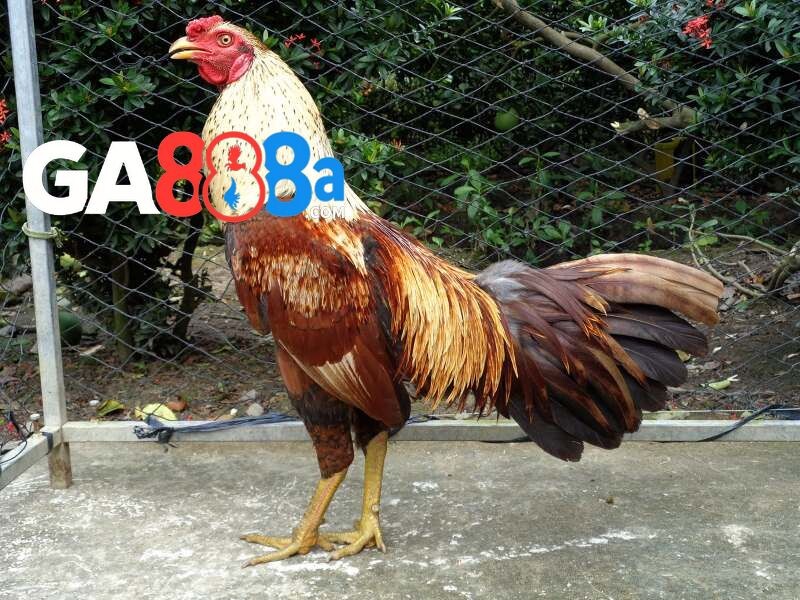 Màu mạng gà mệnh Thổ