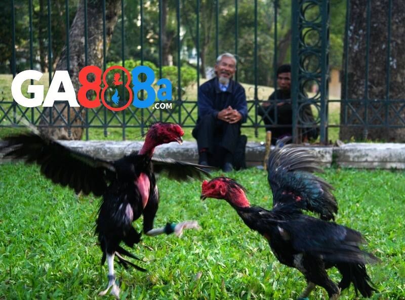 Sức khoẻ và thể trạng của gà