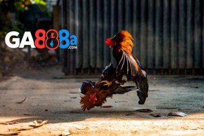 Tiêu chí đánh giá một trận gà chọi hay không thể bỏ lỡ