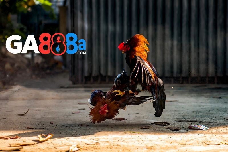 Yếu tố để đánh giá một trận gà chọi hay