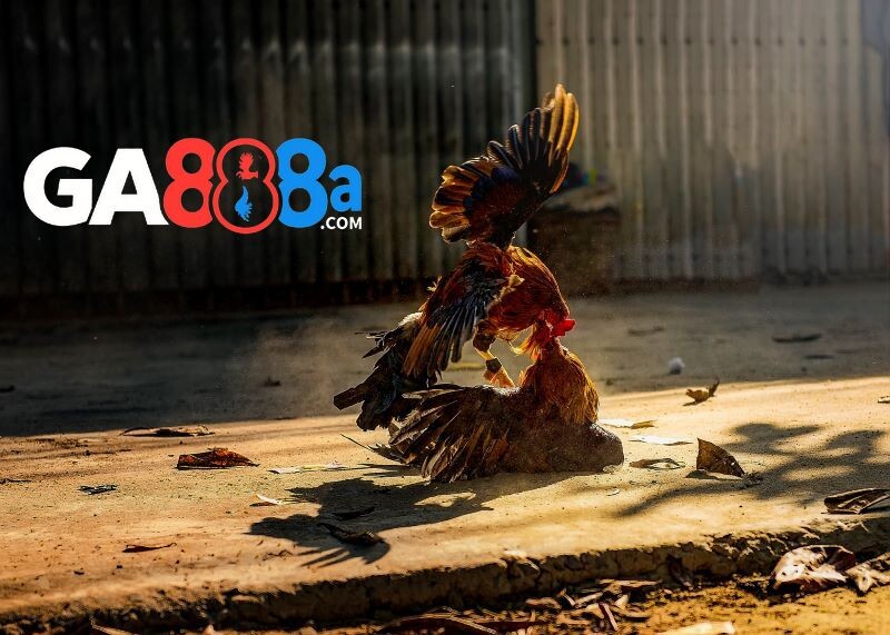 Một số trận đá gà hay nhất lịch sử