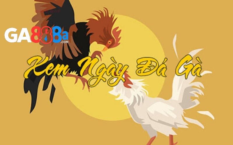 Tại sao sư kê cần xem ngày đá gà tốt?