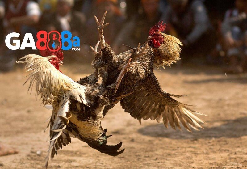 Chia sẻ những cách xem ngày đá gà tăng cao mức độ hiệu quả