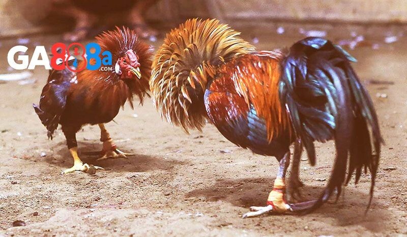 Một vài lưu ý khi xem ngày đá gà tốt