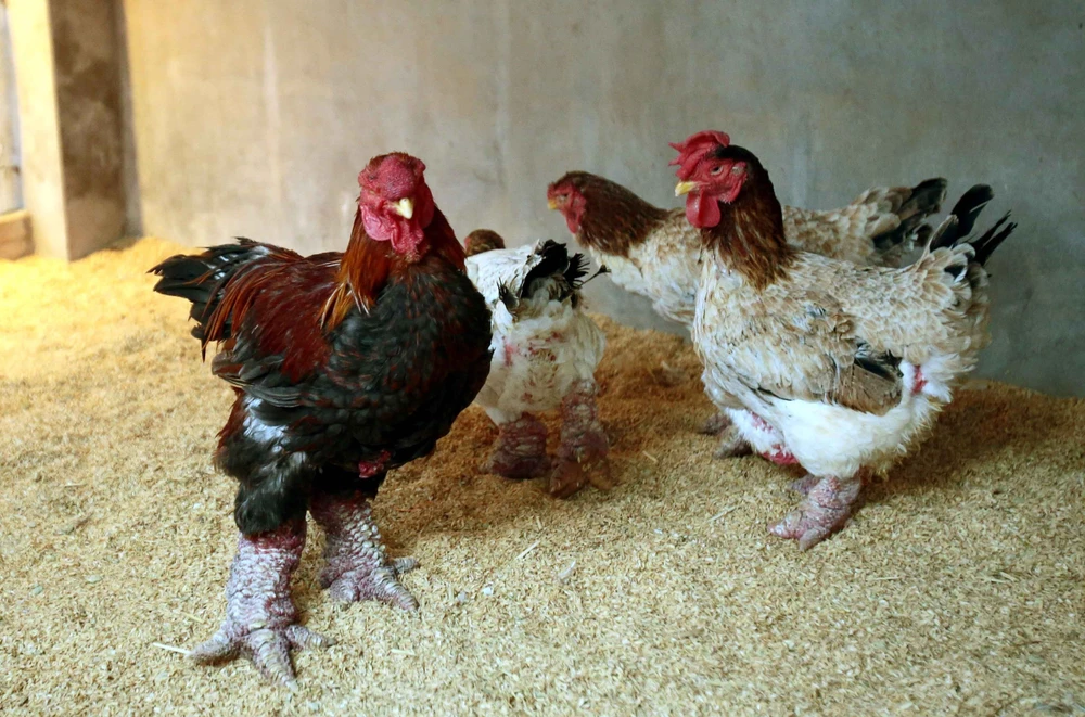 Lưu ý cần biết khi lựa chọn nuôi gà Đông Tải lai