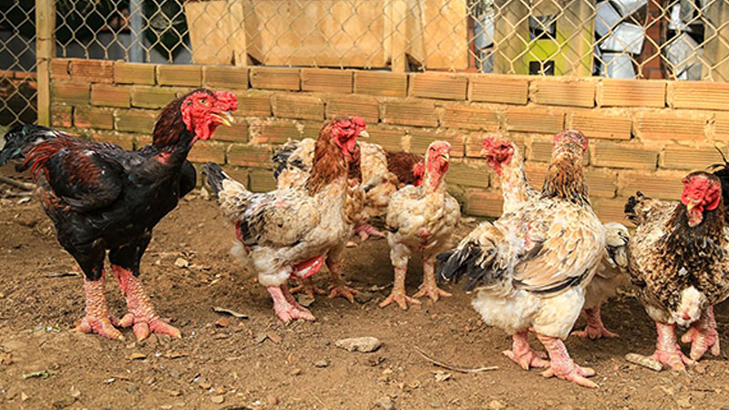 Gà Đông Tảo lai mang lại giá trị kinh tế cao cho người chăn nuôi