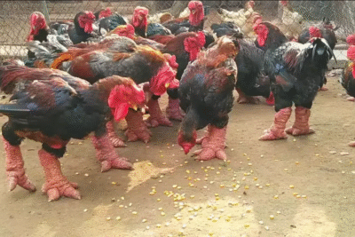 Gà lai đông tảo – Tìm hiểu đặc điểm nổi bật và kỹ thuật nuôi