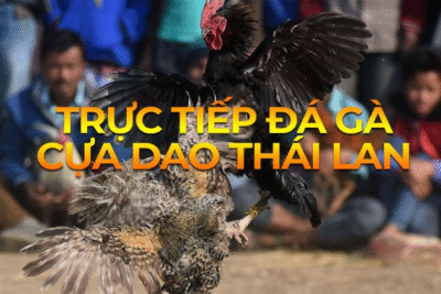 Đá gà trực tiếp Thái Lan – Trải nghiệm đẳng cấp tại GA888
