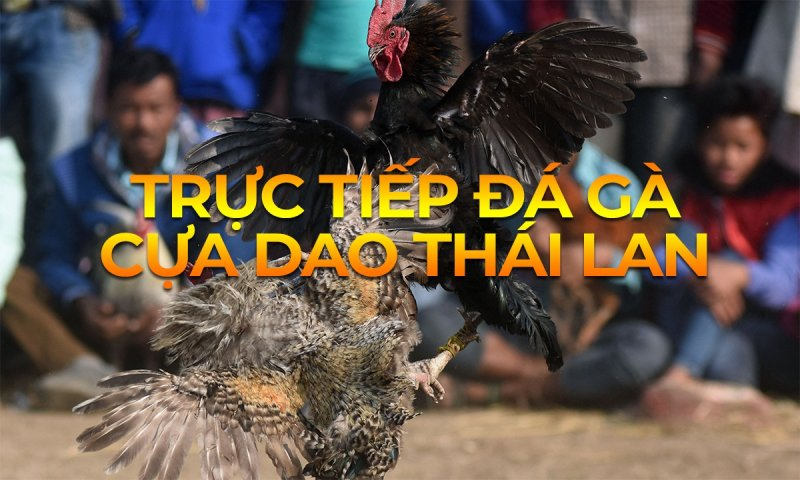 GA888 cung cấp lịch thi đấu đá gà công khai, cụ thể