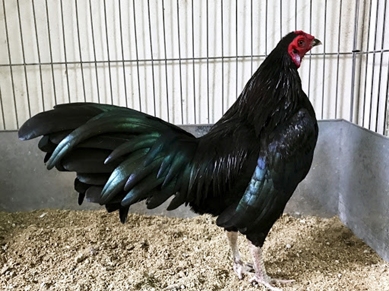 Gà màu điều ô mạnh mẽ, phong cách chiến đấu quyết liệt