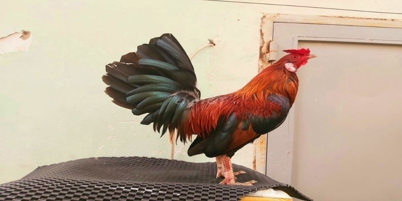 Gà điều nổi bật bởi bộ lông sắc đỏ chủ đạo