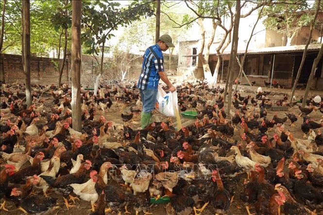 Luôn đảm bảo thức ăn khi nuôi gà