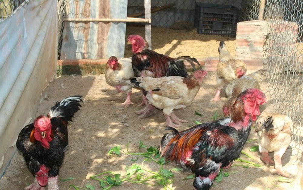 Nuôi và chăm sóc gà Văn Phú ra sao?