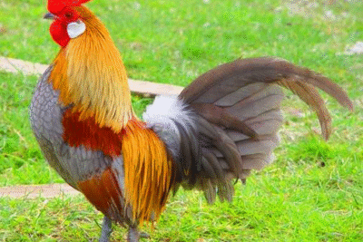 Gà Văn Phú – Giống gà hiếm luôn được săn đón