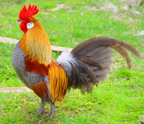 Gà Văn Phú sở hữu ngoại hình đẹp