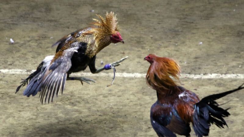 Chơi đá gà Thái Lan cần tìm hiểu kỹ luật trước khi bắt đầu