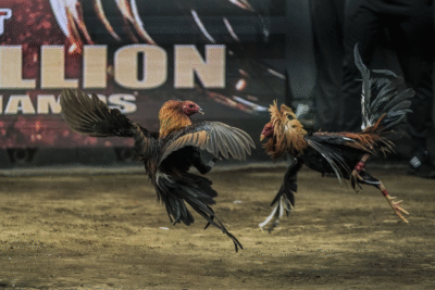 ICF – Trải nghiệm đá gà tại GA888 siêu đỉnh và chân thực