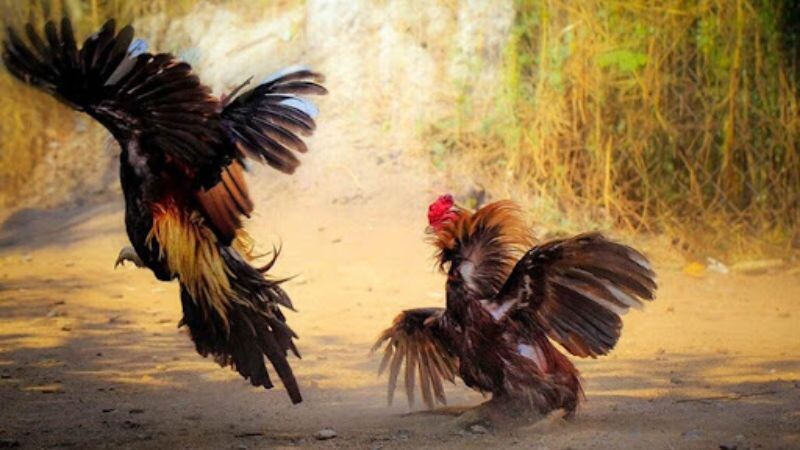 Trận đá gà nảy lửa với hình ảnh và âm thanh siêu chân thực