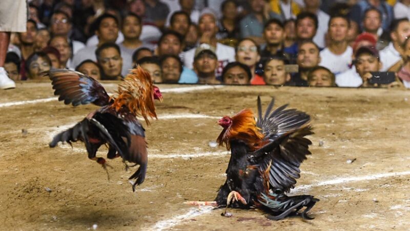 Đá gà trực tiếp Thái Lan theo thời gian thực rất kịch tính