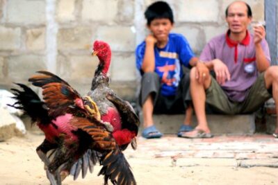 Gà điều tùy màu sẽ tương ứng với mệnh khác nhau