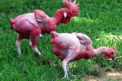 Tìm hiểu hiện tượng gà mổ lông nhau và cách khắc phục